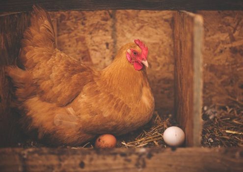Chicken or egg - Dr Sue Allingham